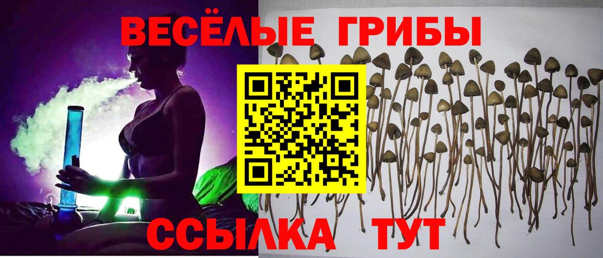 Жигулёвск  Псилоцибиновые грибы Psilocybe  Вход с VPN 
